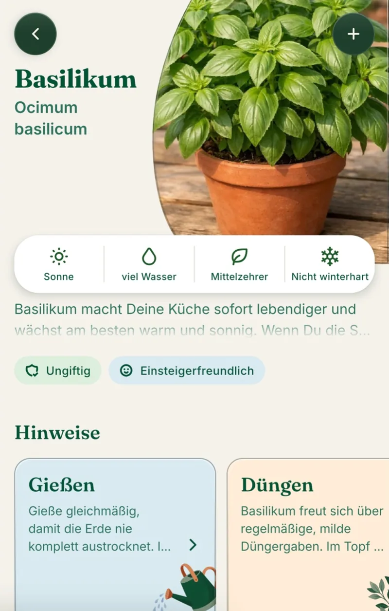 Steckbrief Basilikum: Sonne, viel Wasser, Mittelzehrer, nicht winterhart, dazu Hinweise zum Gießen und Düngen.