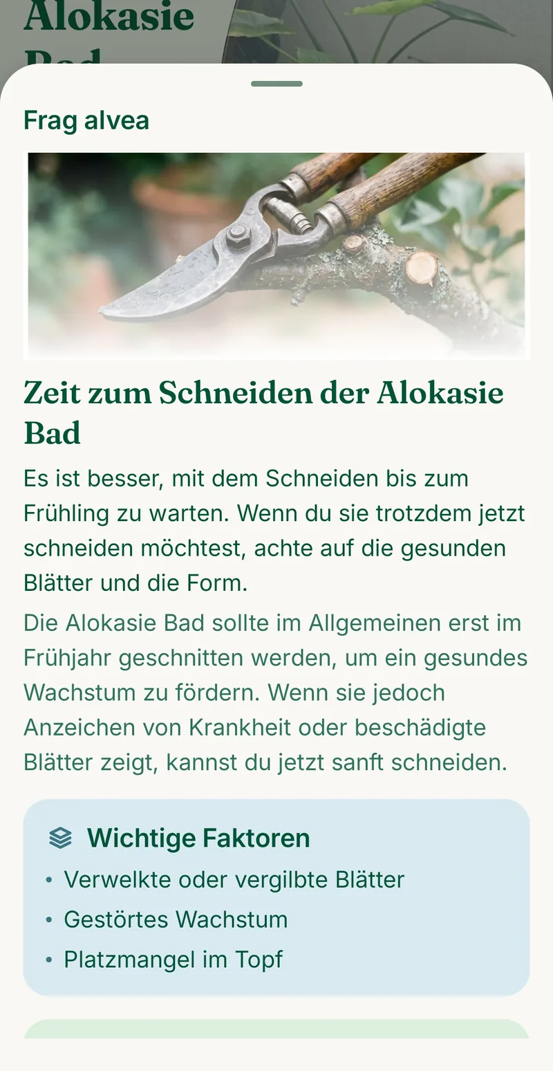Antwort von Frag alvea zur Alokasie: Zeit zum Schneiden, dazu wichtige Faktoren wie verwelkte Blätter, gestörtes Wachstum und Platzmangel im Topf.