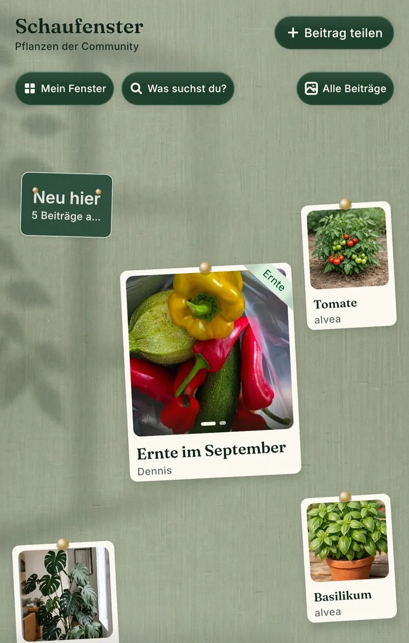 Das Schaufenster: Pinnwand mit Beiträgen der Community, etwa Ernte im September, Tomate und Basilikum.